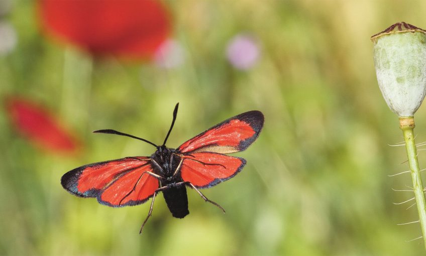 Zygène de la filipendule rouge