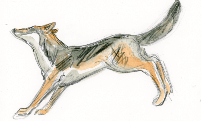 Le grand marathon, carte du loup en Europe - La Salamandre