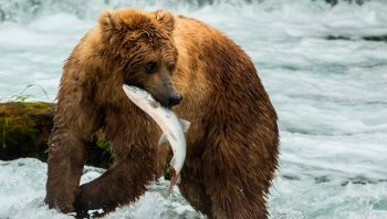 En Amérique du Nord, les ours bruns se nourrissent facilement de saumons.