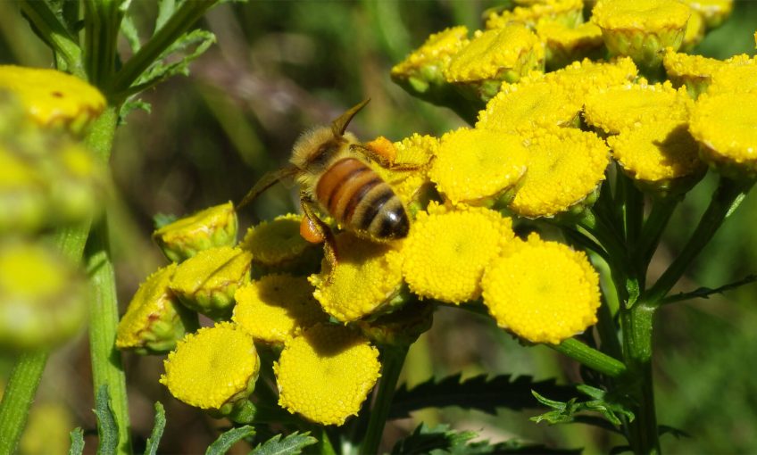 Abeille domestique fleur jaune