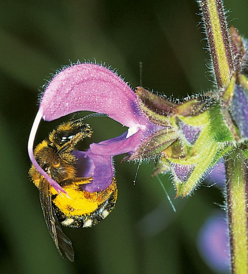 Abeille et sauge pollen