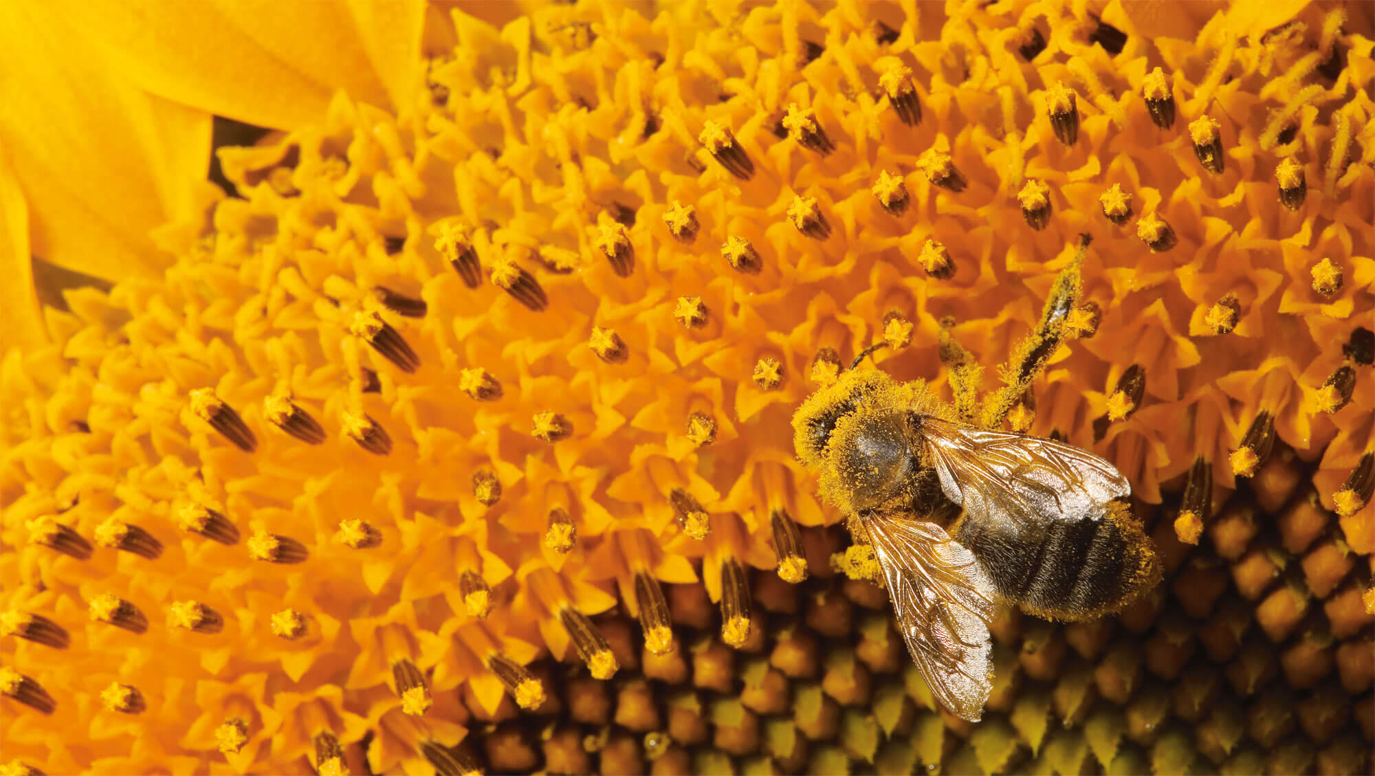 Abeille tournesol pollen