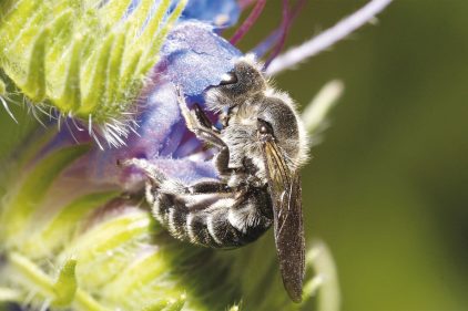 L'abeille domestique, infatigable butineuse - La Salamandre