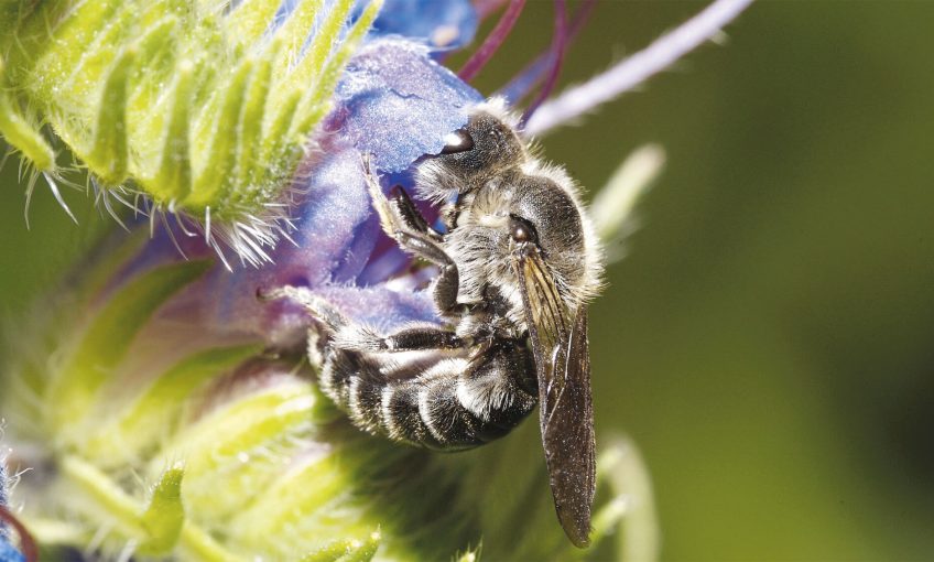 Abeille et vipérine
