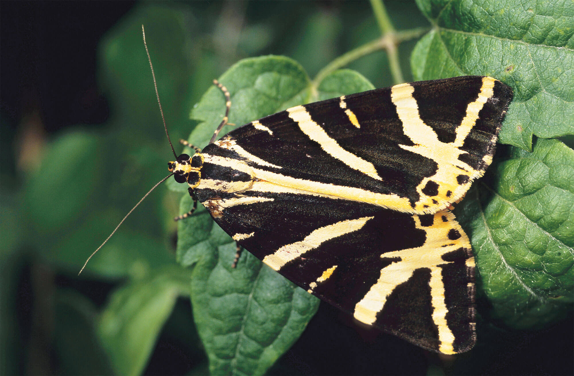 toxique papillon jaune noir