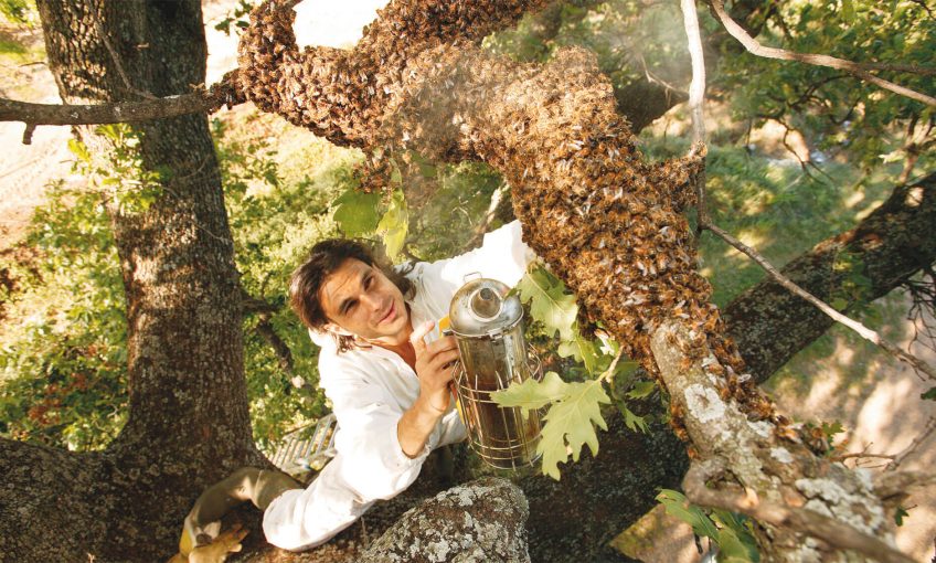 essaim abeille arbre ruche apiculteur