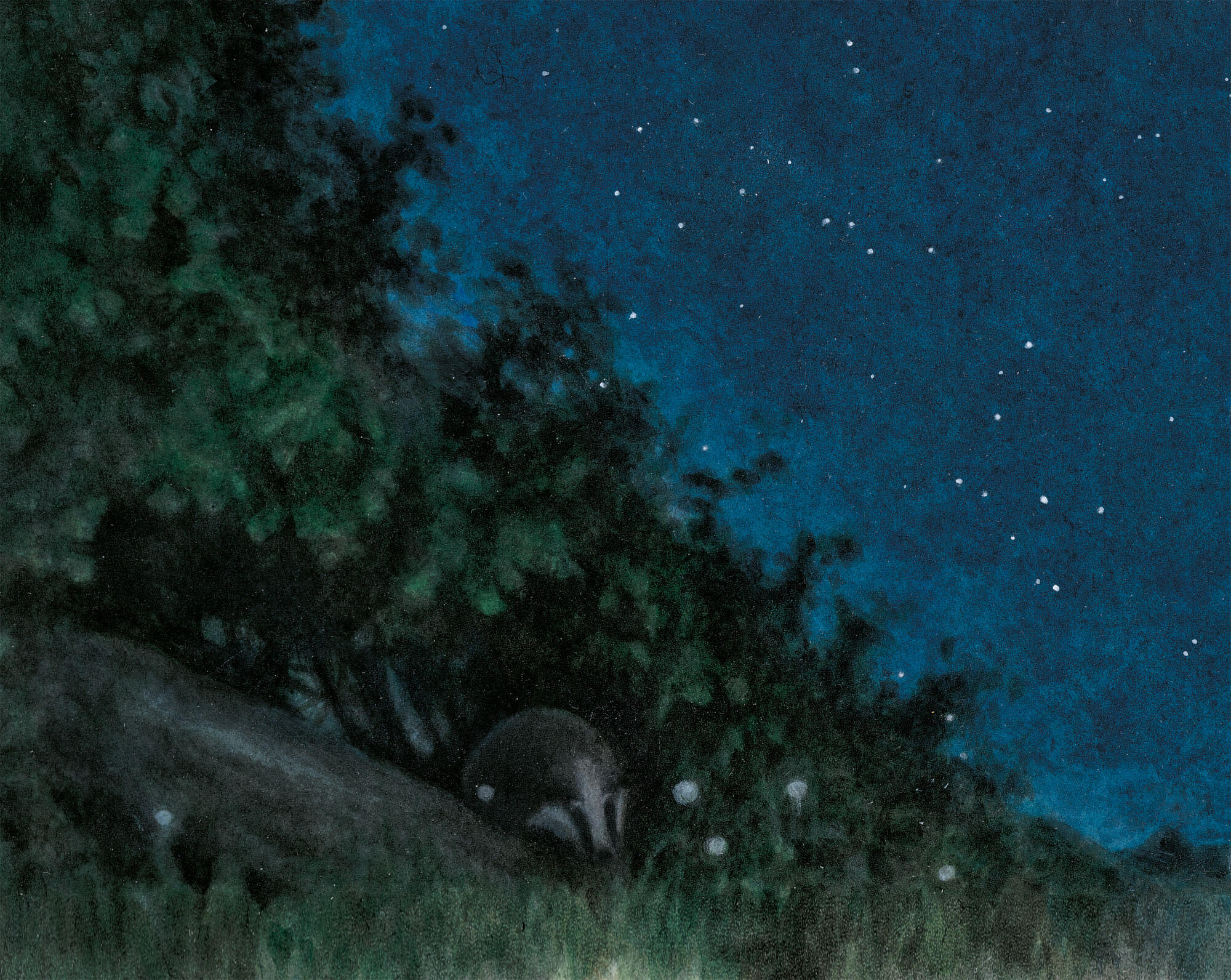 dessin nuit blaireau