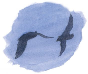 Dix règles d'or pour observer les animaux la nuit Chauves-souris vol