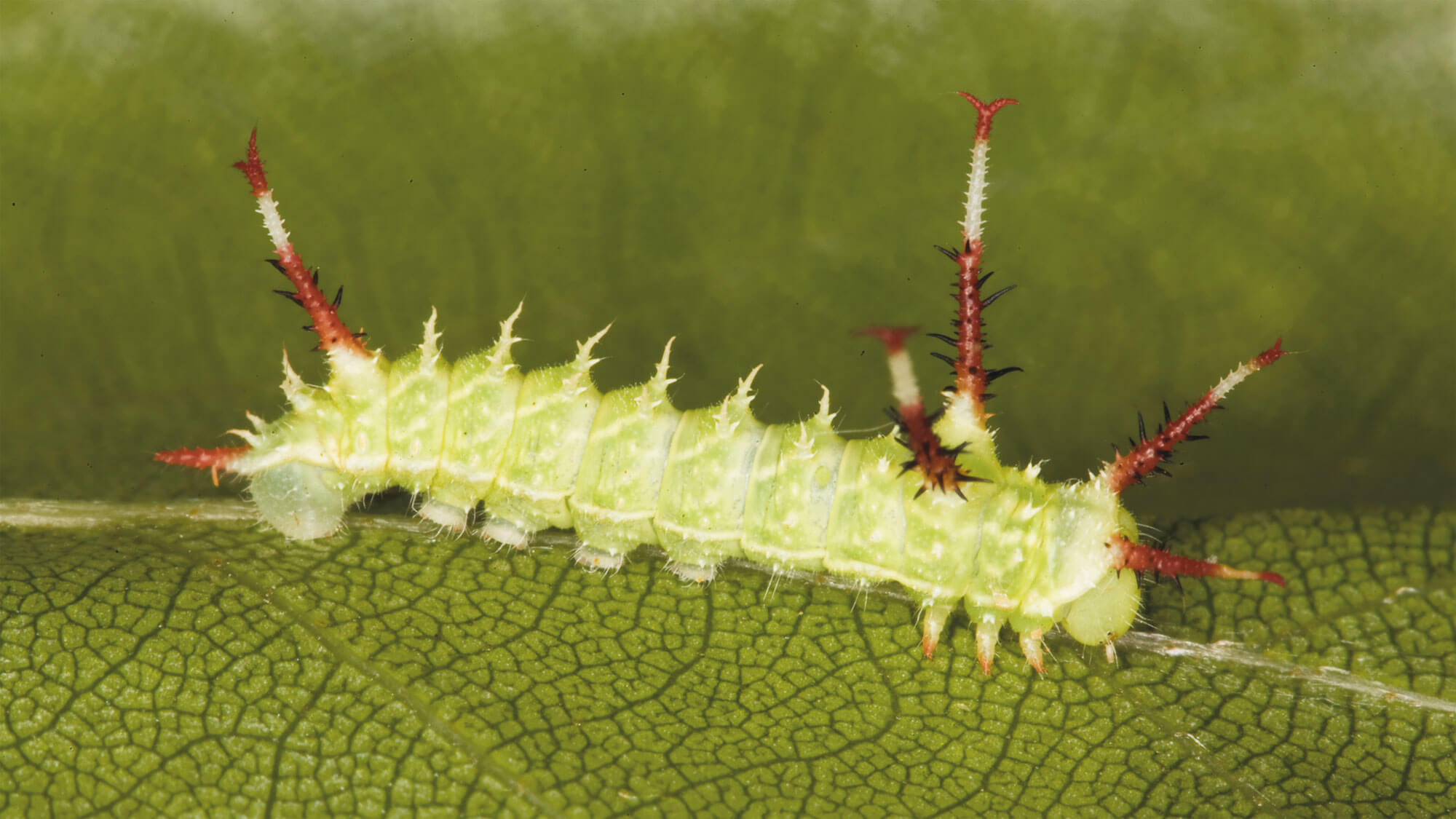 hachette chenille papillon vert