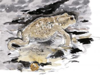 Dix règles d'or pour observer les animaux la nuit Crapaud et escargot