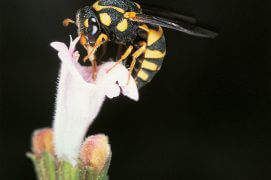 Dans l’évolution, il est arrivé trois fois qu’une guêpe change le régime carnivore de ses larves pour leur donner du pollen. Ainsi sont nés le vaste groupe des abeilles, des guêpes à pollen sri-lankaises et enfin la famille des guêpes masaridées. L’une de ces dernières vit chez nous dans des endroits très chauds. Elle récolte du pollen comme une abeille, grâce à un peigne situé sur son front. / © Andreas Müller