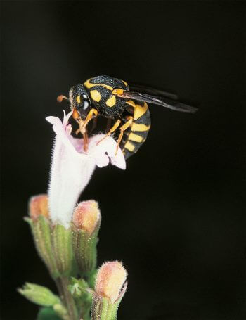 famille des guêpes masaridées pollen fleur