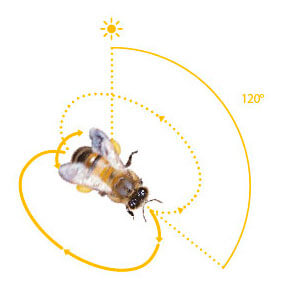 danse des abeilles schéma