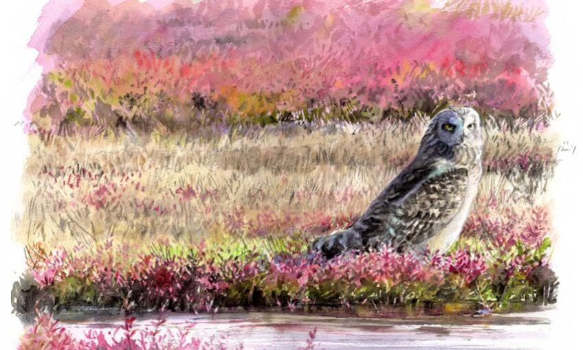 Hibou des marais Vendée Benoit Perrotin La Salamandre