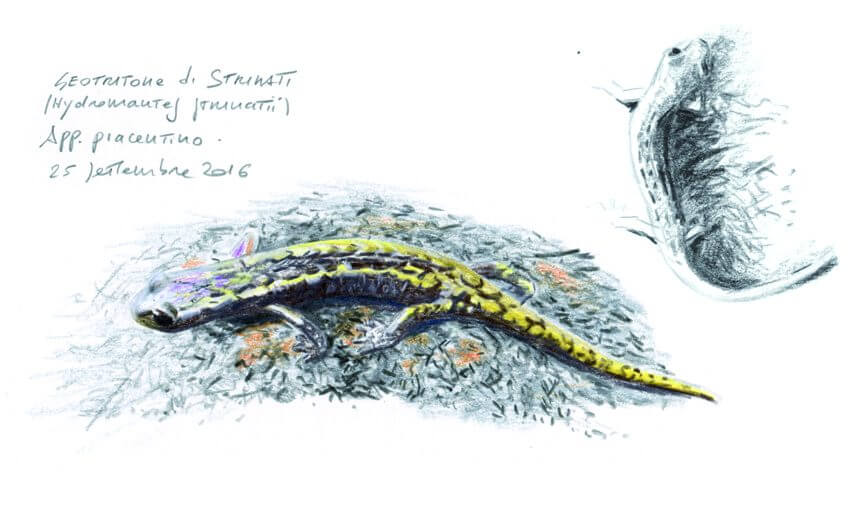 Amphibien spélèomante Ambrogio
