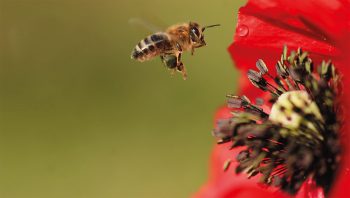 Détrompez-vous, ce n’est pas le rouge du coquelicot qui attire l’abeille, mais le contraste entre le cœur de la fleur et ses pétales. Les abeilles sont sensibles au bleu, au vert et à l’ultraviolet, mais ne perçoivent pas la couleur rouge.