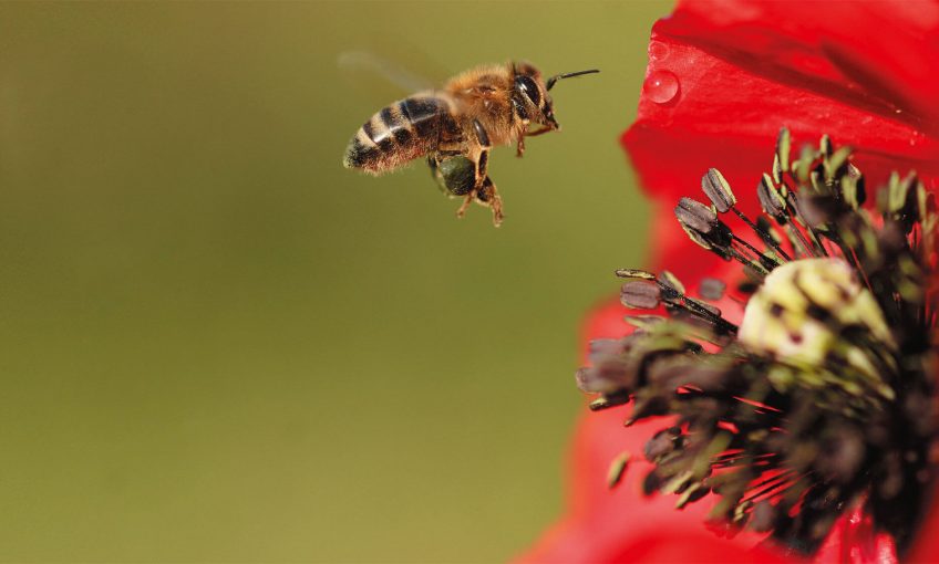 rouge abeille coquelicot