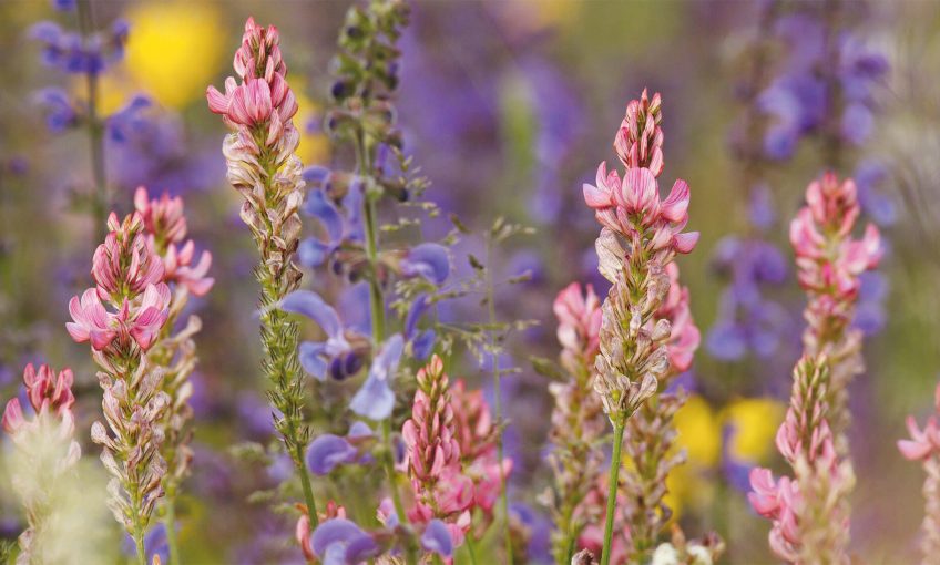 Fleurs des champs