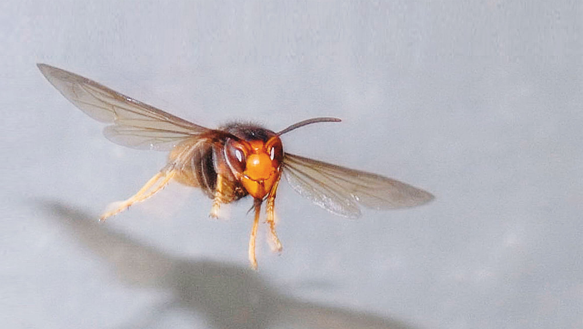 Frelon asiatique vol insecte