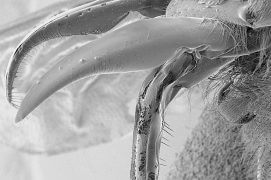 La trompe d'une abeille, repliée au repos, mesure environ 6 mm. / © Brigitte Wessicken