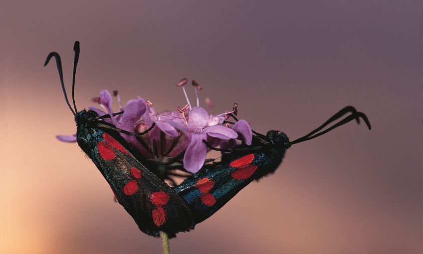 La zygène de la filipendule papillon
