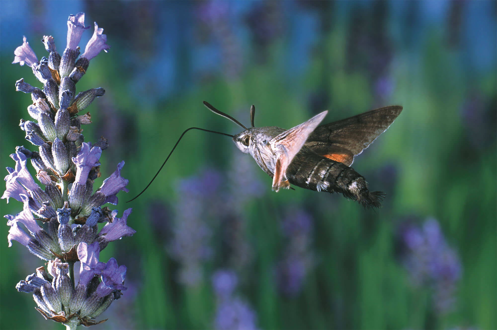 papillon Le morosphinx