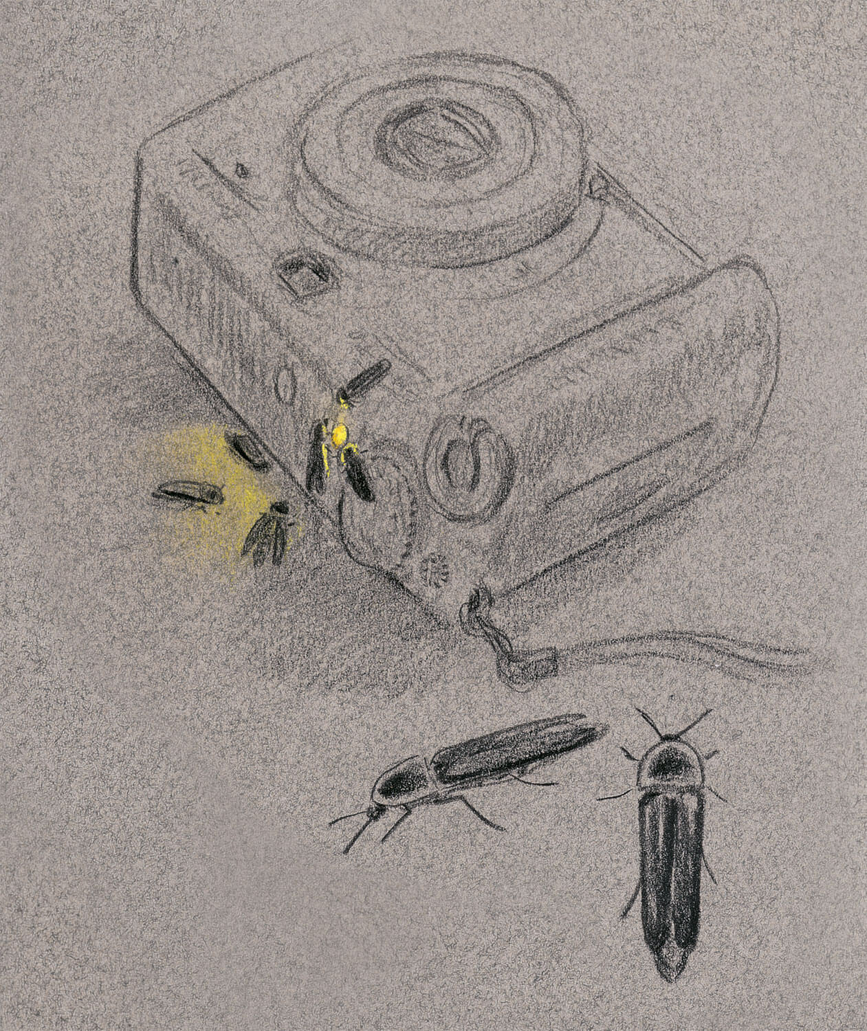 dessin nuit vers luisants appareil photo
