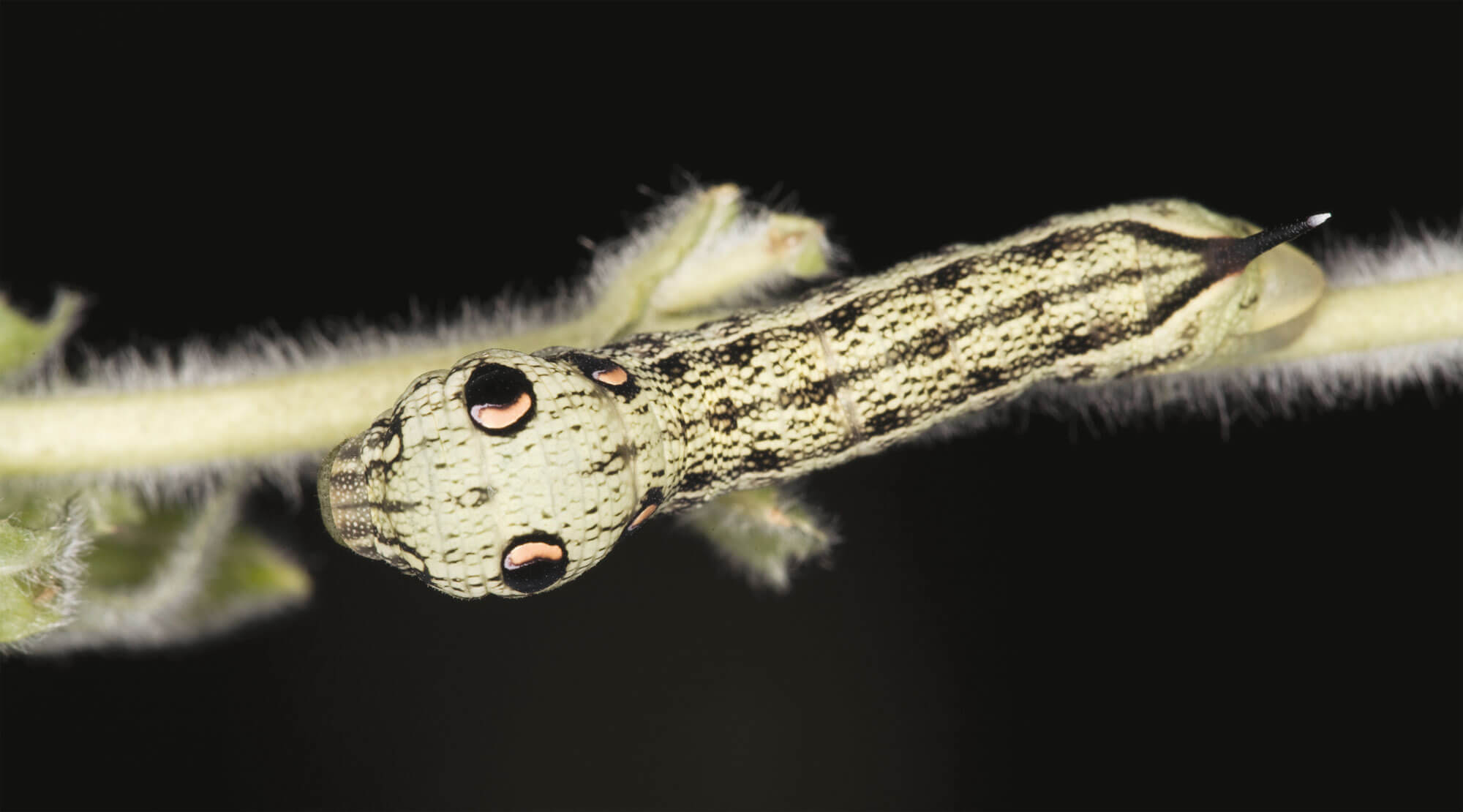 chenille papillon sphinx de la vigne