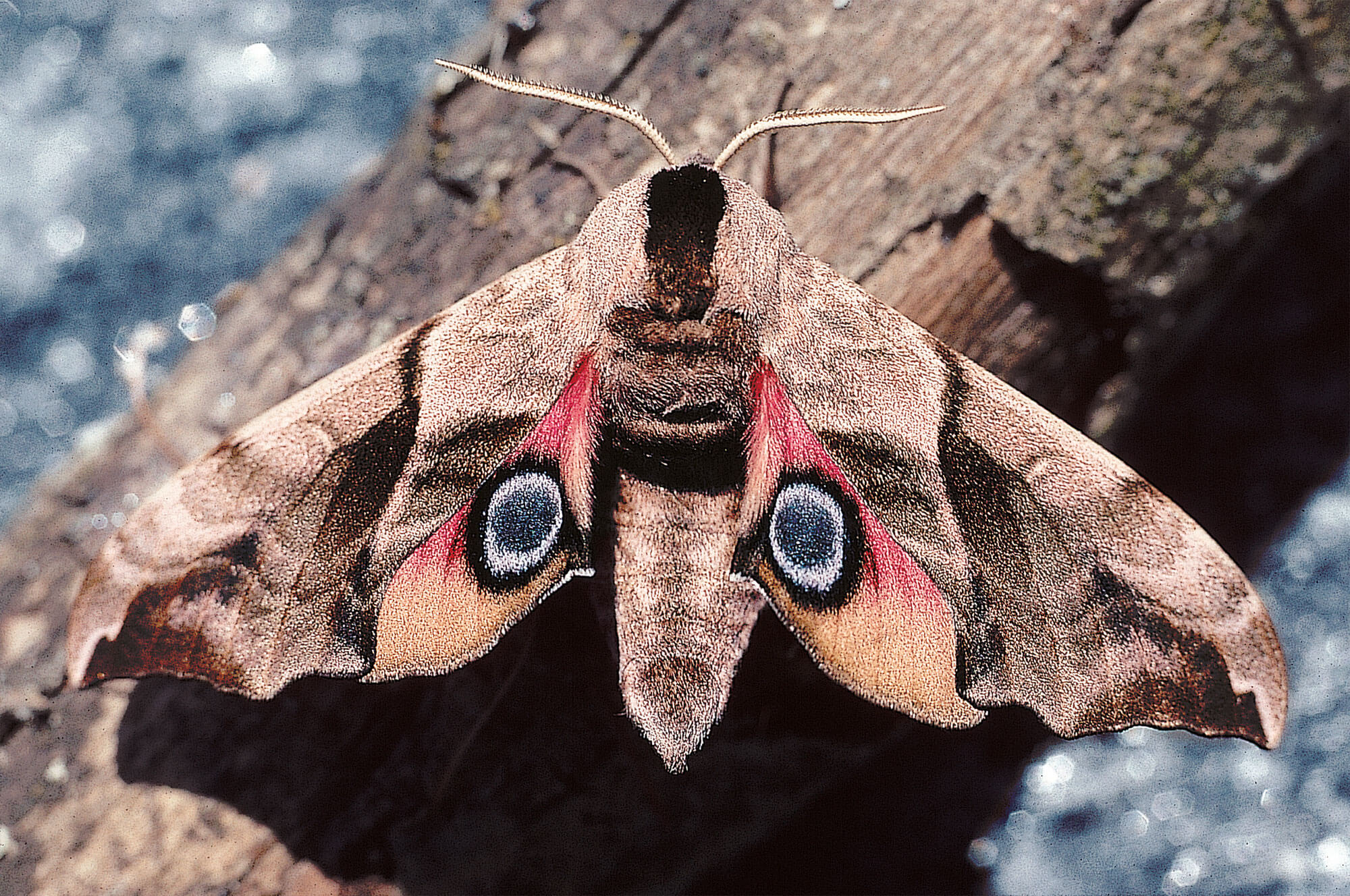 papillon sphinx demi-papillon oeil défense