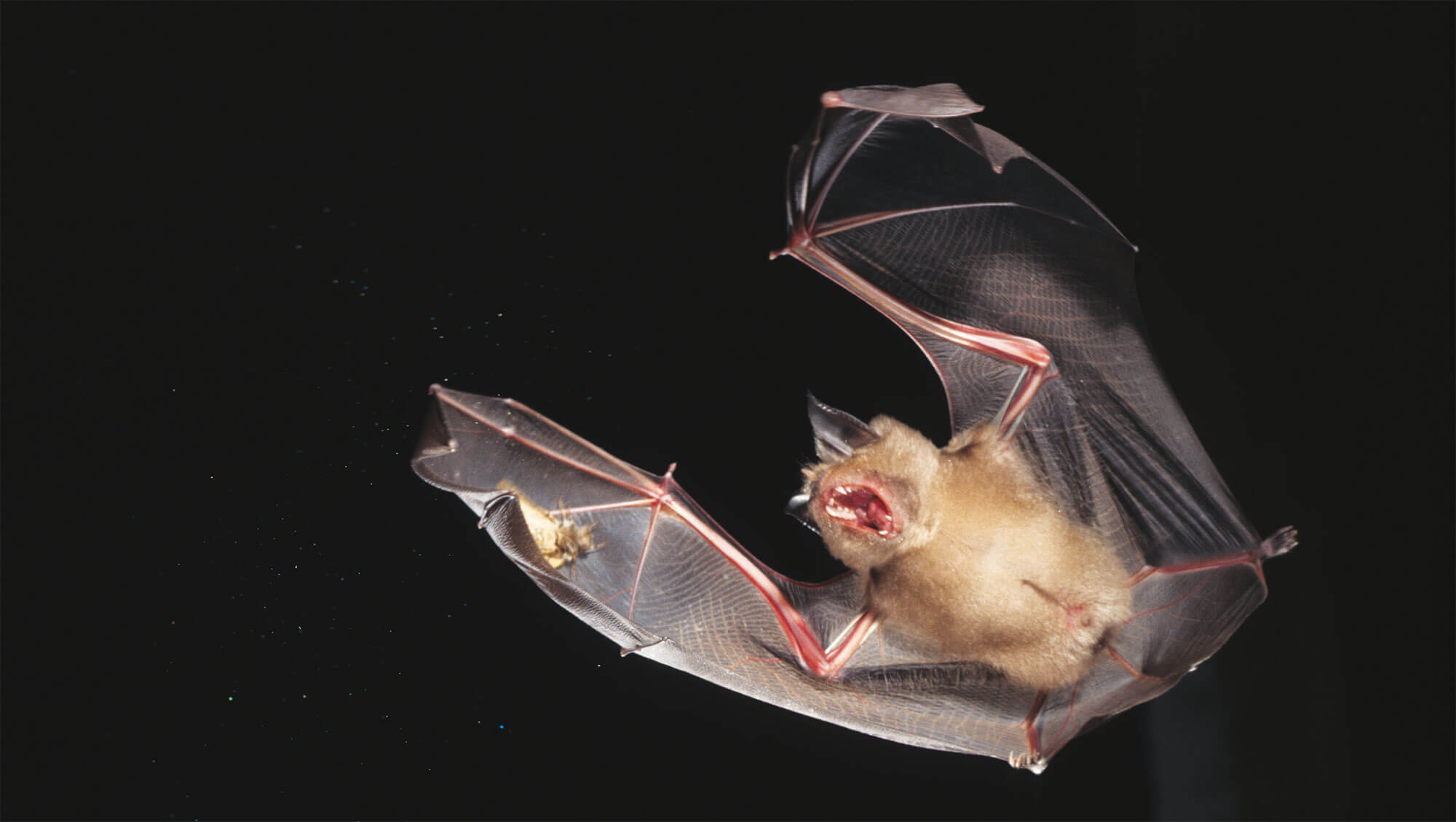 chauve-souris chasse nuit