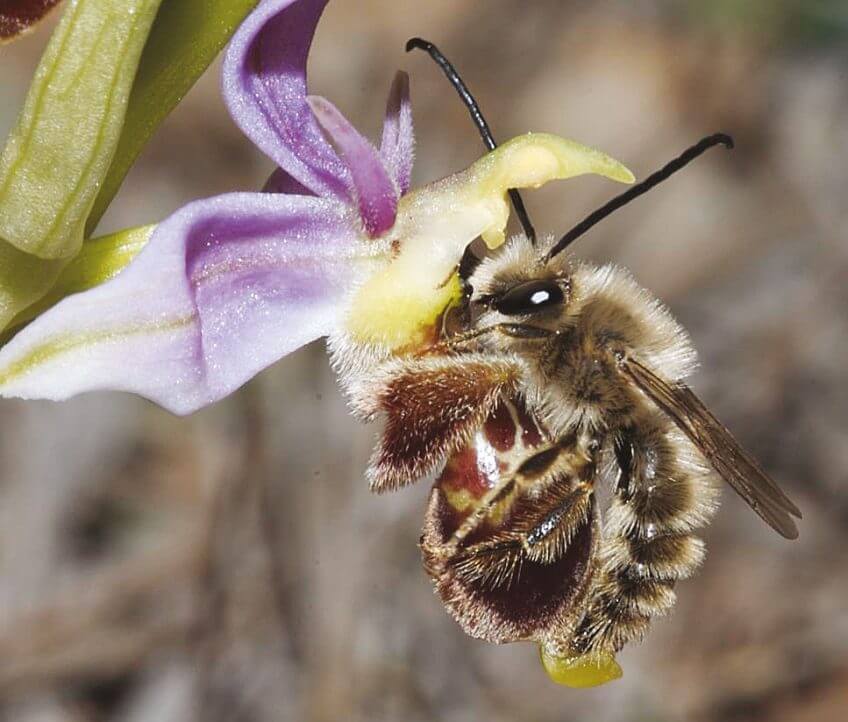 L'orchidée ophrys abeille
