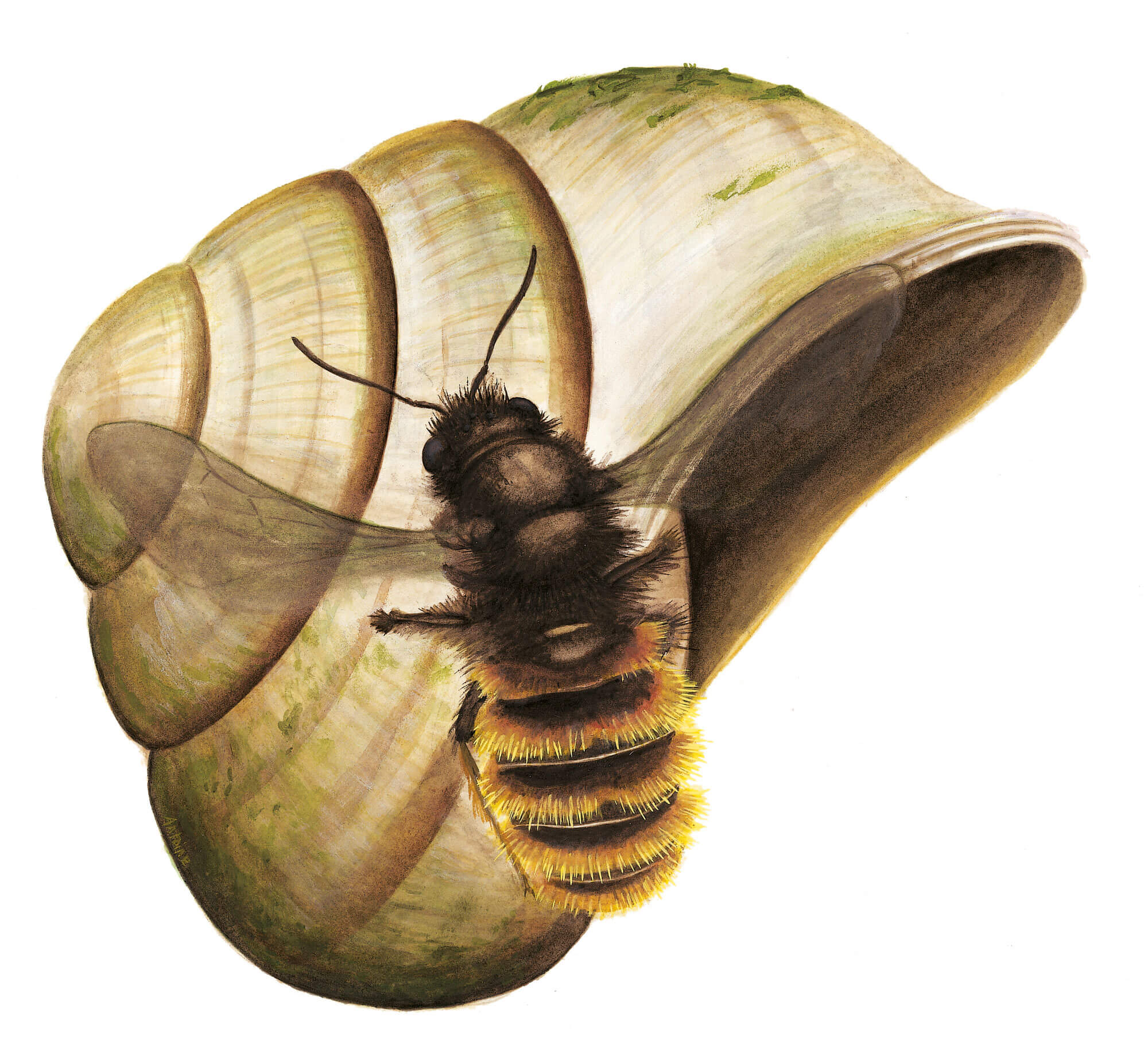 'osmie bicolore et une coquille d'escargot dessin