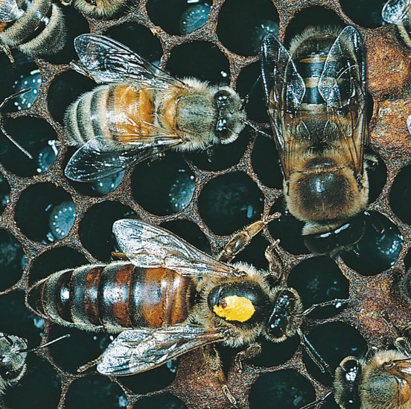 Ouvrière abeille reine faux-bourdons