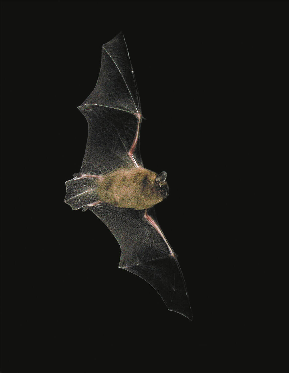 pipistrelle chauve-souris nuit