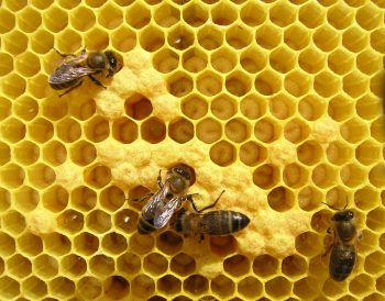 Pupes d'abeilles au fond de leur alvéole