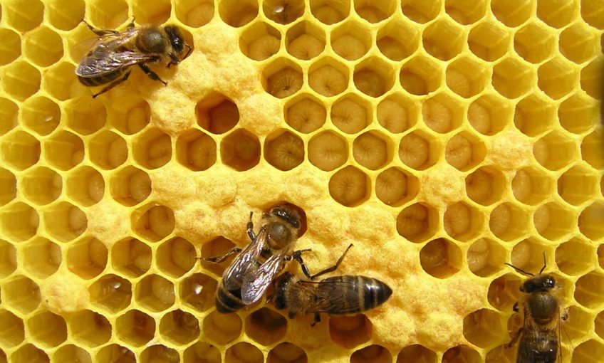 Pupes d'abeilles au fond de leur alvéole