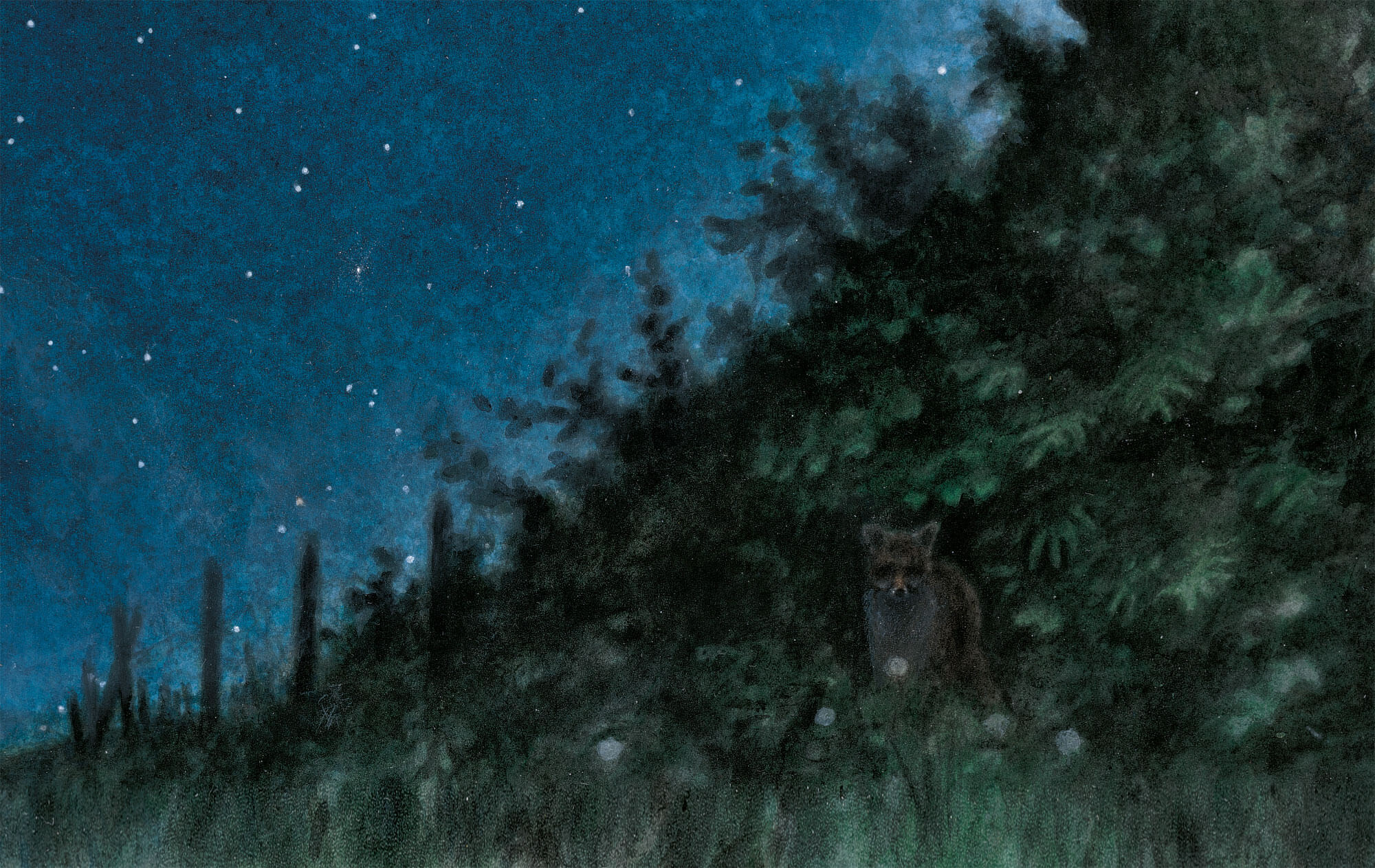 dessin nuit renard
