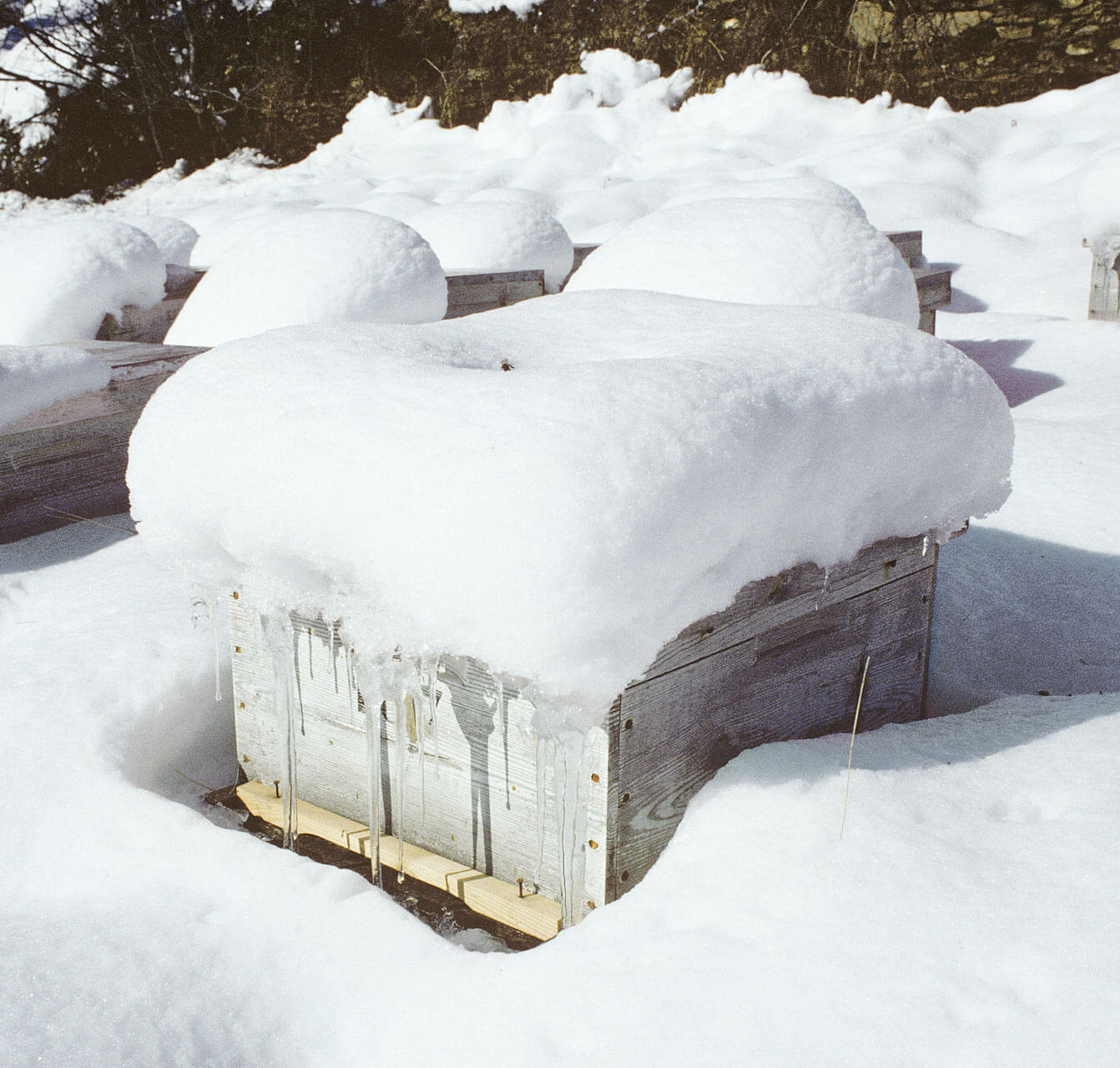Ruche sous la neige
