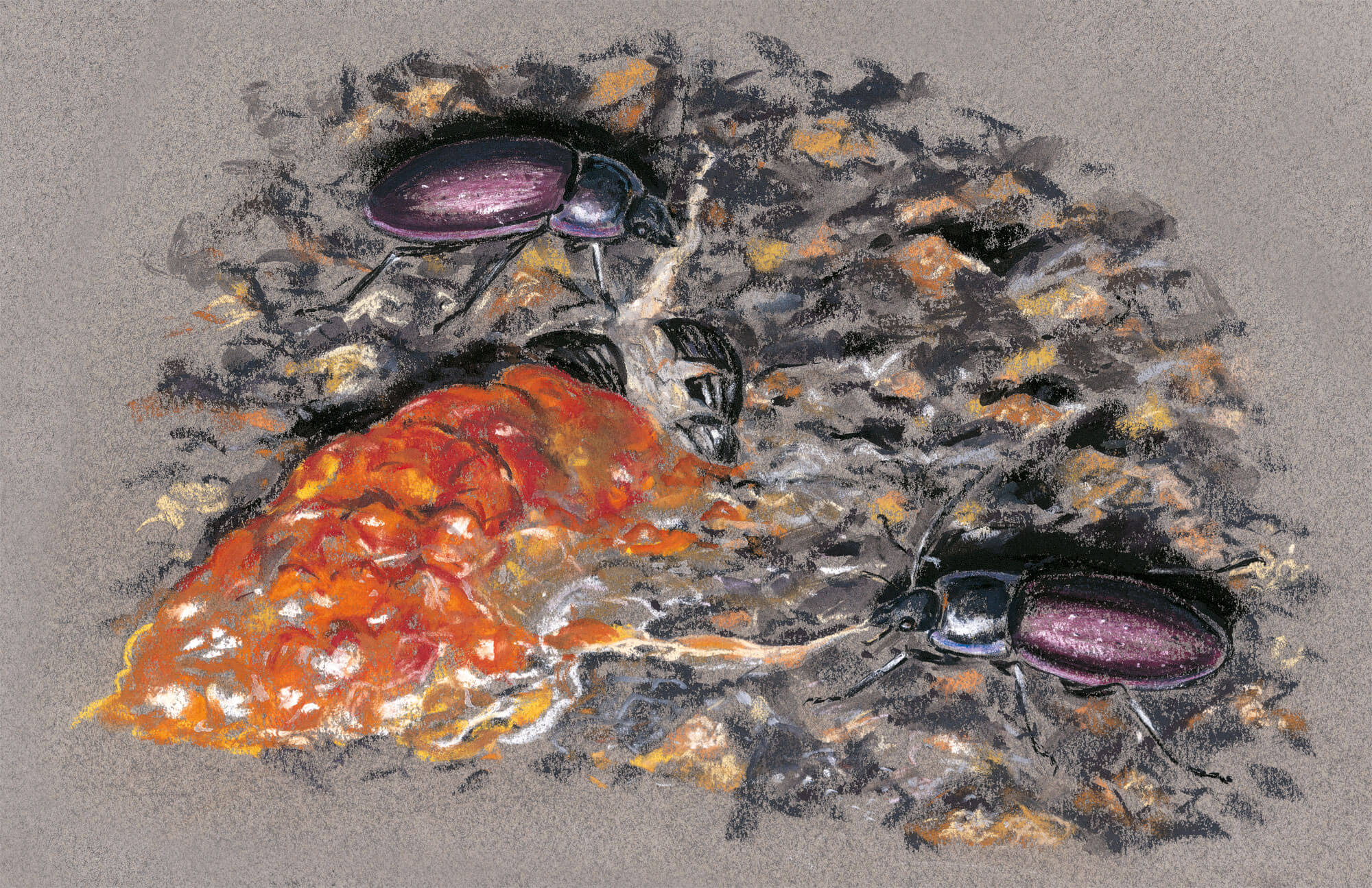 cadavres d’une limace orange en bouillie et d’un bousier écrasé carabes des jardins dessins nuit
