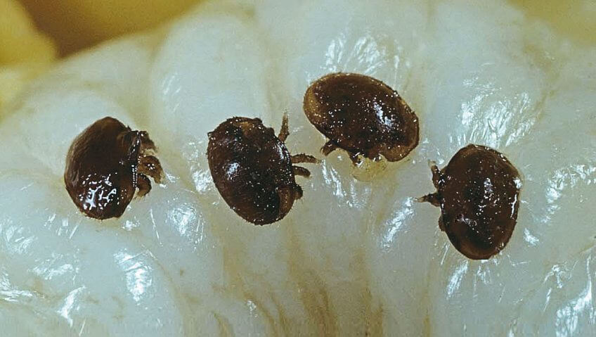 Trois acariens varroa abeille larve