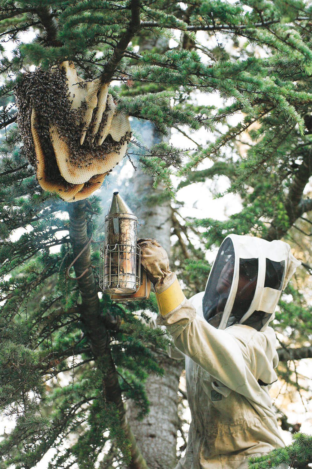 Un apiculteur en action arbre abeille ruche essaim