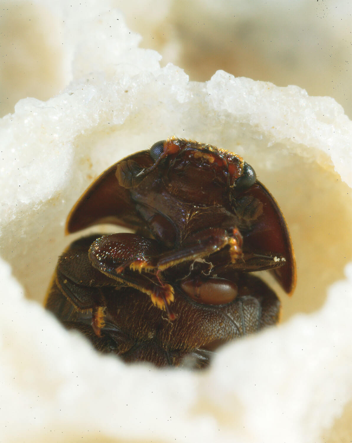Une larve du coléoptère Aethina tumida