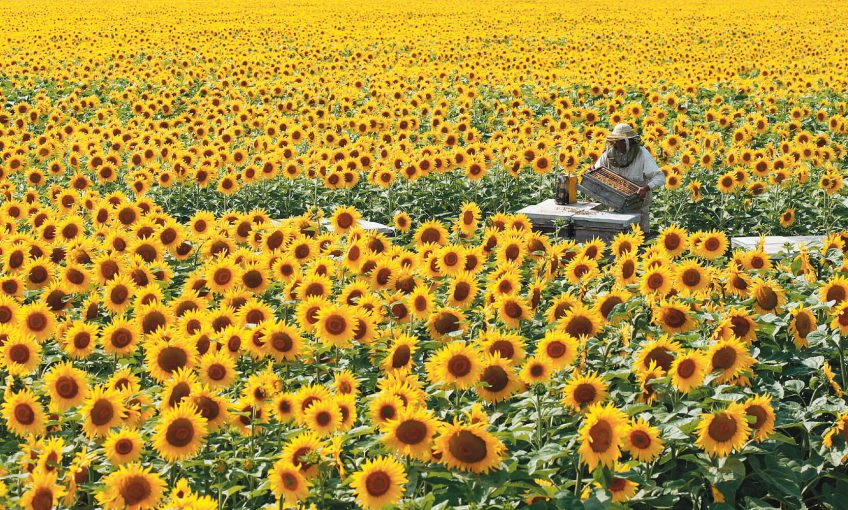 Une ruche au milieu d'un champ de tournesol apiculteur surproduction mono