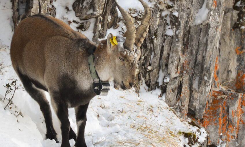 Le retour du bouquetin ibérique dans les Pyrénées