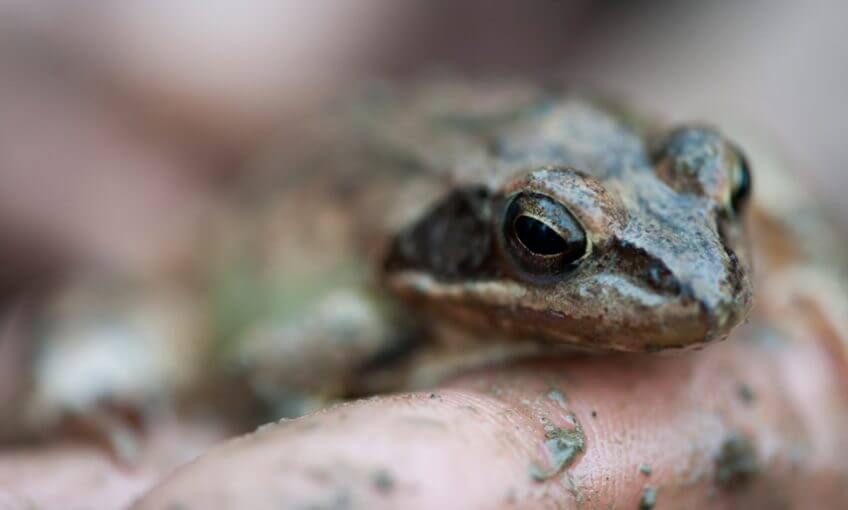 Le printemps des grenouilles agiles à Genève La Salamandre