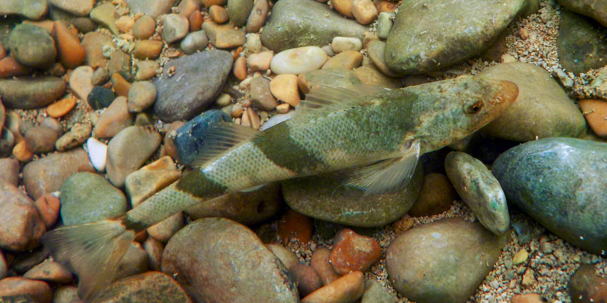 Balade au bord de la Loue - La Salamandre Apron du Rhône poisson