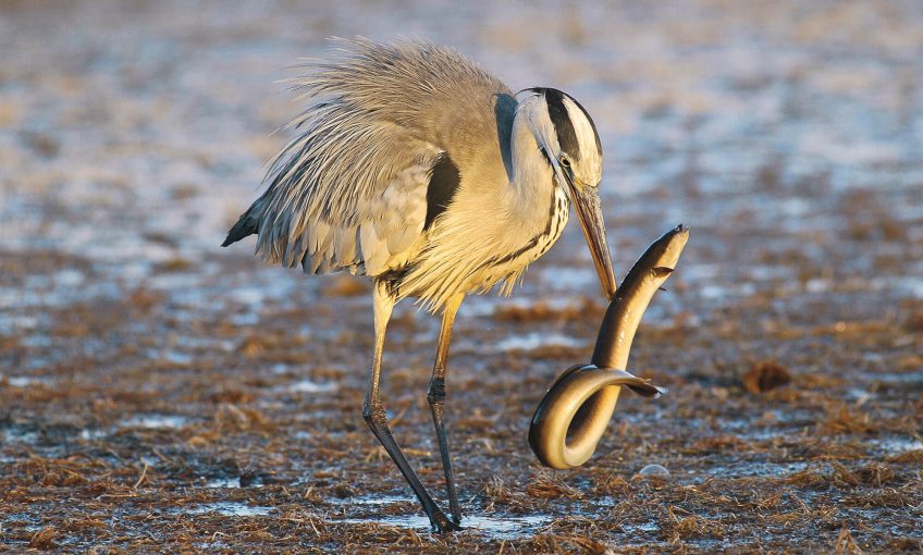 Le héron, pêcheur du crépuscule anguille proie