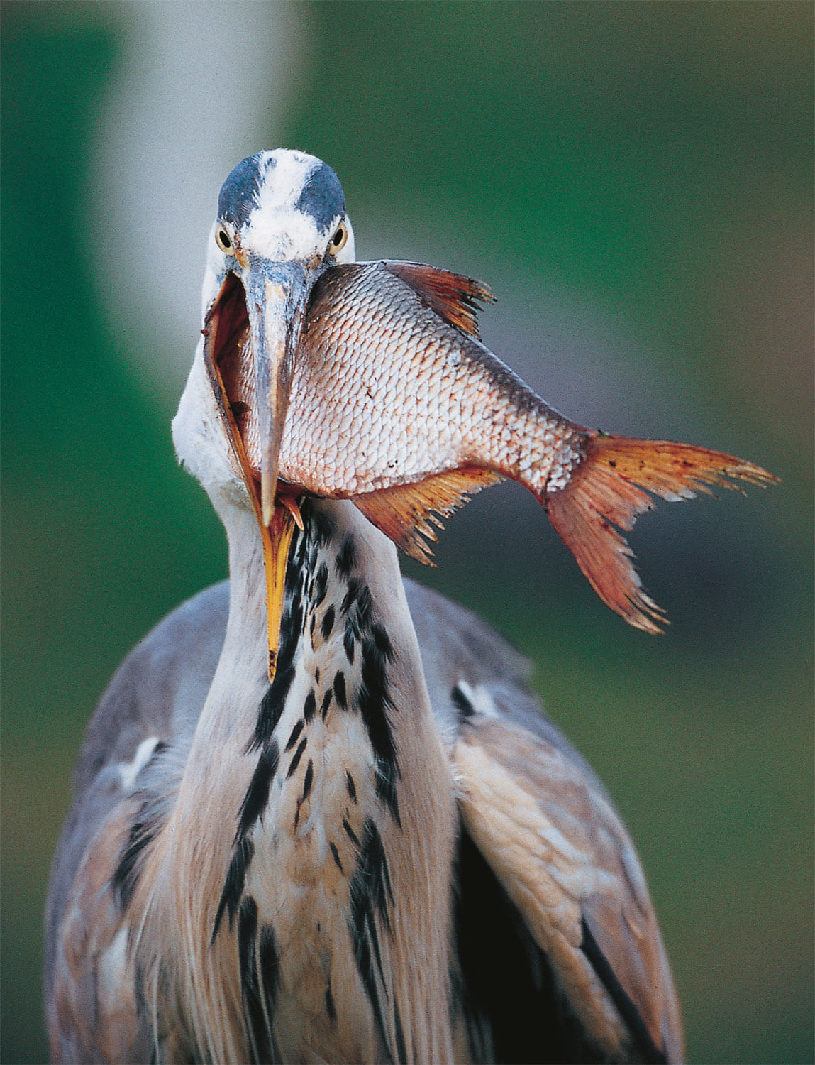 Le héron, pêcheur du crépuscule proie poisson brème