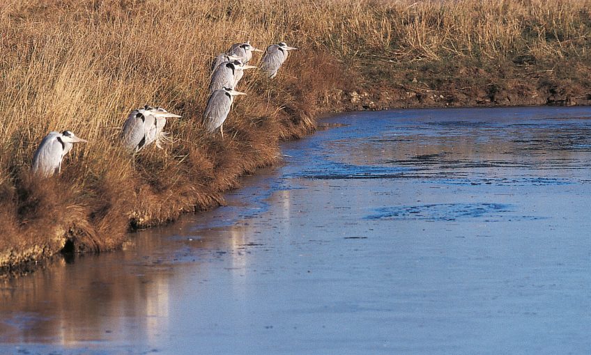 lac Les hérons, compagnons d’infortune hiver afrique