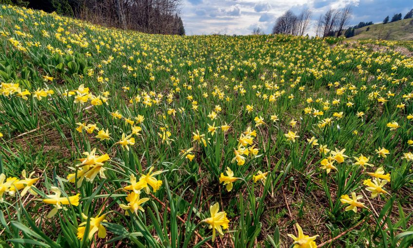 Pourquoi ne faut-il pas ramasser trop de jonquilles au printemps ? - La Salamandre Champ de jonquilles fleur jaune
